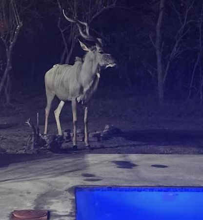 Wild Goose Hotel Marloth Park Bagian luar foto