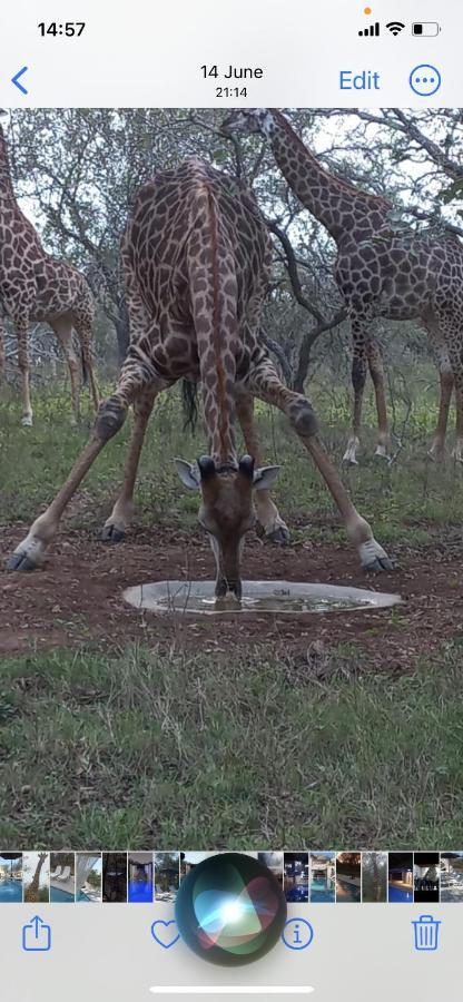 Wild Goose Hotel Marloth Park Bagian luar foto